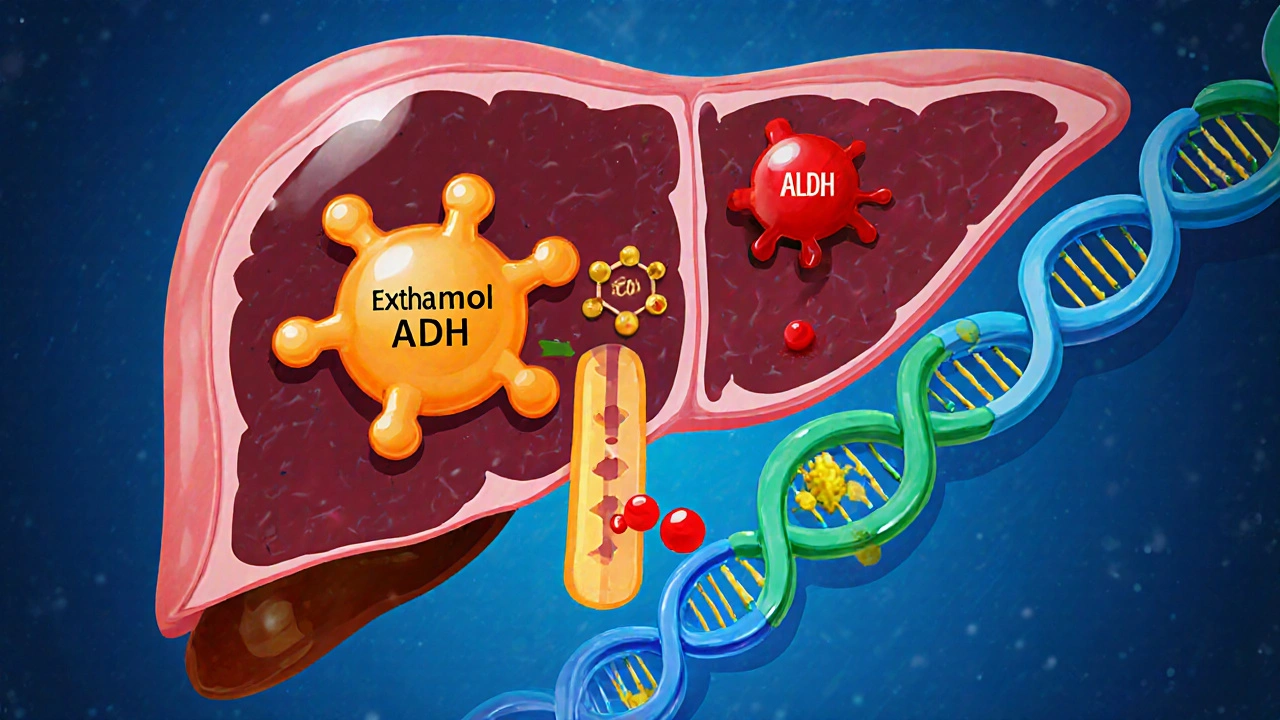 Liver cross‑section showing ethanol turning into acetaldehyde binding DNA.